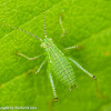 Speckled bush-cricket  (nymph)