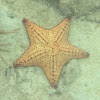 Cushion sea star