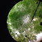 Blue green algae/cyanobacteria