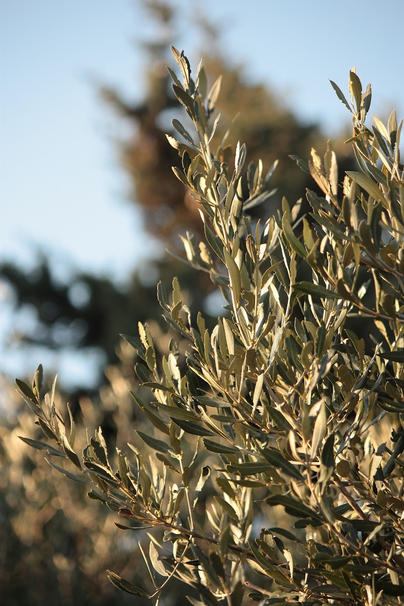 Olive tree