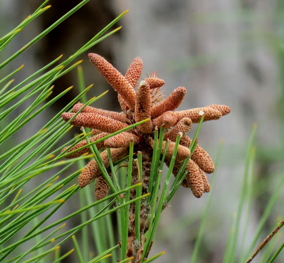 Pine tree flowers, male Project Noah