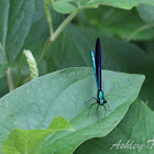 Ebony Jewelwing