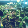 Tomato seedlings