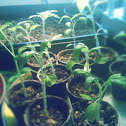 Tomato seedlings