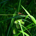 Cherry-faced Meadowhawk - male