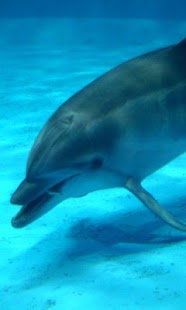 How to install Dolphin wallpaper01 1.0.0 mod apk for android