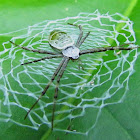 St. Andrew's Cross Spider