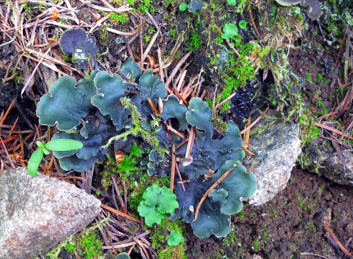 Green Fungus or Lichen