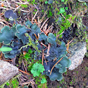Green Fungus or Lichen