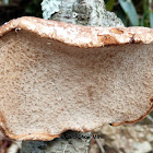 Birch Polypore Fungus