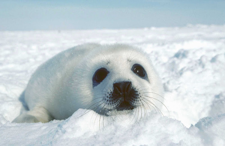 A baby seal in Iles-de-la-Madeleine, Quebec, Canada.