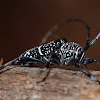 Longicorn Beetle