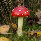 Fly agaric