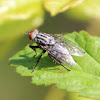 Friendly Fly or Large Flesh Fly