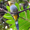 Long-tailed silky-flycatcher