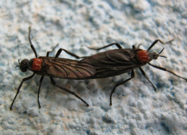 Bibionid flies - Lovebugs