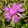 Greater Knapweed