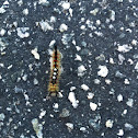 Western tussock moth caterpillar