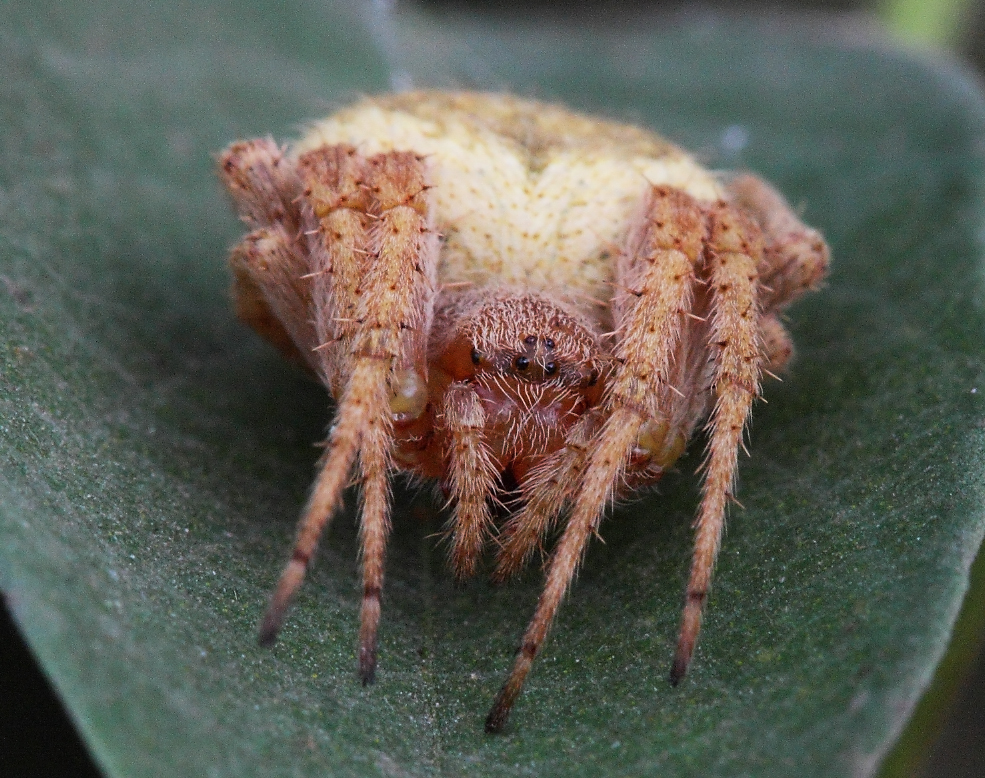 Orb-weaver spider