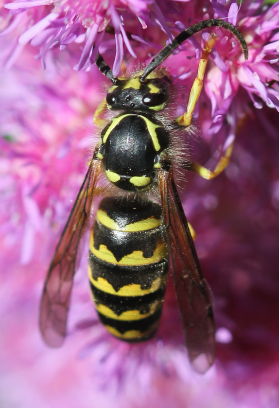 Aerial Yellowjacket (male)