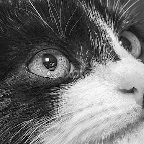 Cat eye by Miroslav Potic - Animals - Cats Portraits