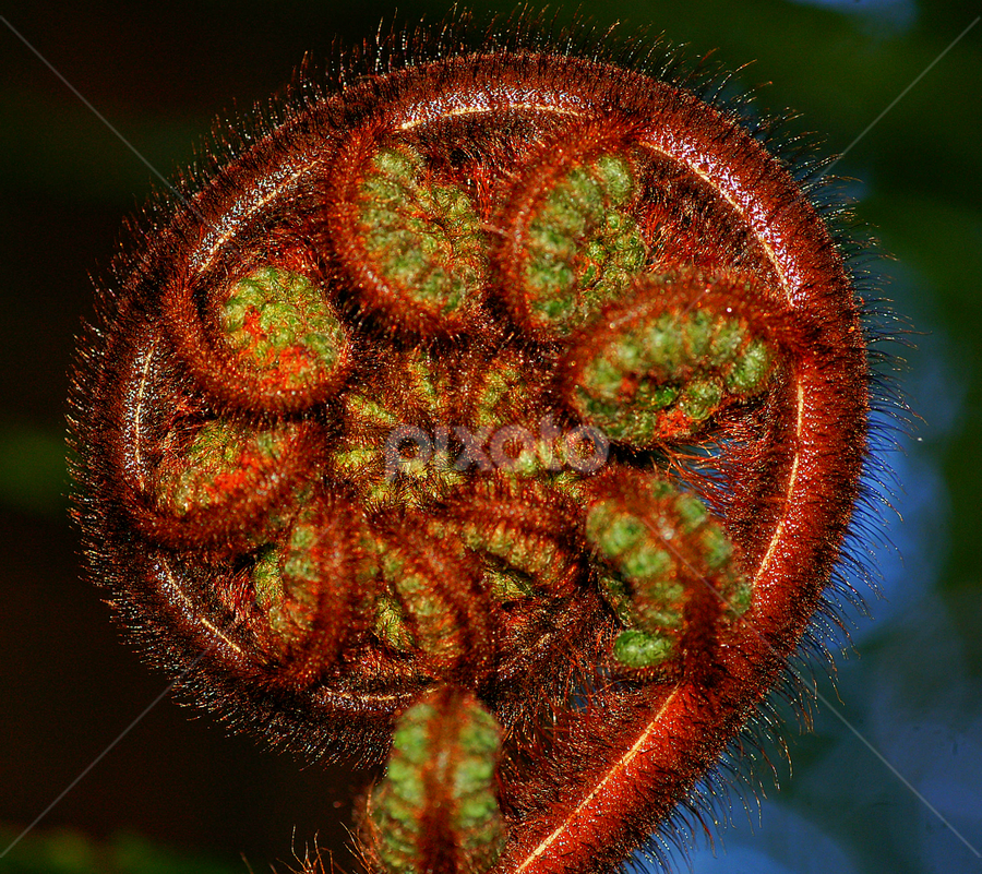 Westland Fern by Tim Bennett - Nature Up Close Leaves & Grasses