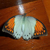 Great Orange Tip