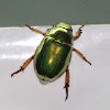 Green Christmas Beetle