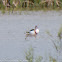 Shelduck; Tarro Blanco