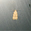 Common Groundling micromoth