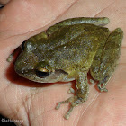 Shrub-frog