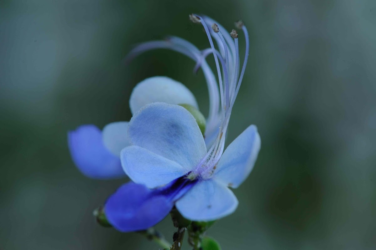 blue butterfly bush, blue glorybower