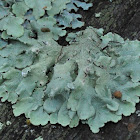 Caperat lichen