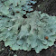 Caperat lichen