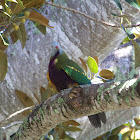 Wompoo Fruit-Dove