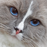 Blue eyes by Mia Ikonen -  