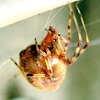 Common House Spider (Orange)