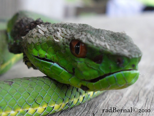 Philippine Pit Viper | Project Noah