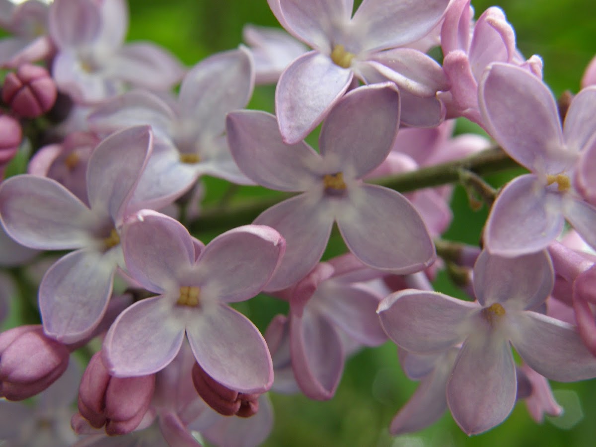 Common lilac