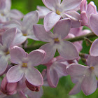 Common lilac