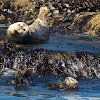 Sea Otter and Harbor Seal