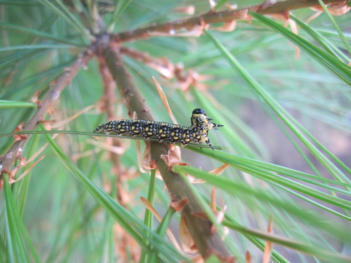 Pine Sawfly Larvae