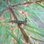 Pine Sawfly Larvae