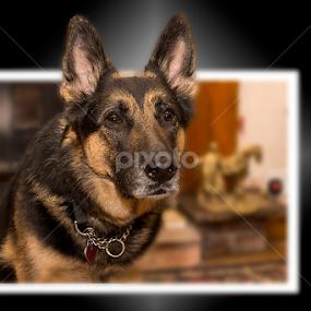 Zara by Harry Rutland - Animals - Dogs Portraits