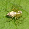 Striped lynx spider (female)
