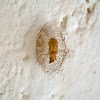 lichen moth cocoon
