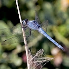 Southern Skimmer