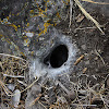Nido de Araña Pollito / Chilean Rose Tarantula Nest