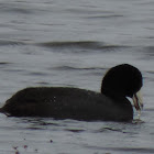 American Coot