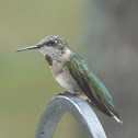 Ruby-throated hummingbird (juvenile male)